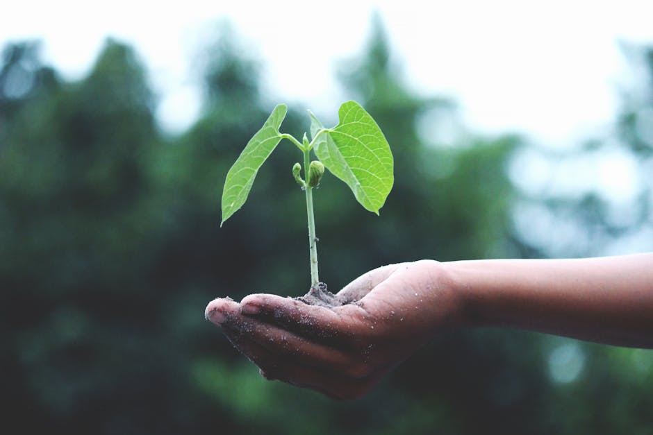 The Growth of the Pi Network Community Worldwide