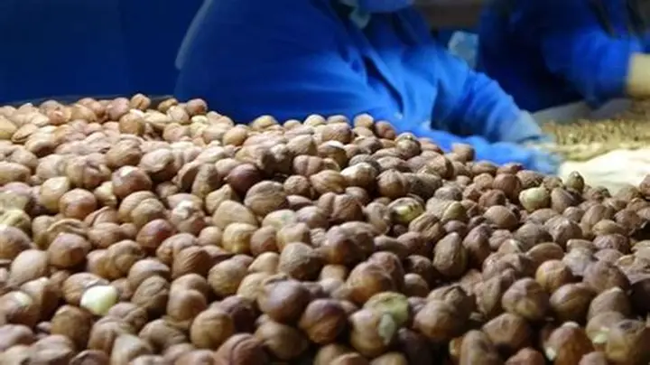 Fındıkta Fiyat Karmaşası: Samsun Memnun, Trabzon Beklemede, Ordu Ayakta!